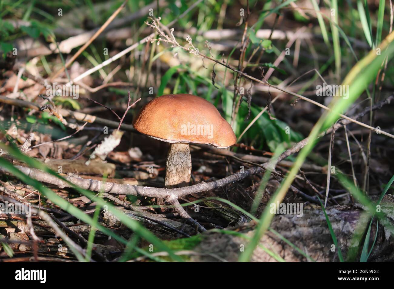 Le champignon de bouleau de la coupe orange pousse dans la forêt sauvage Banque D'Images