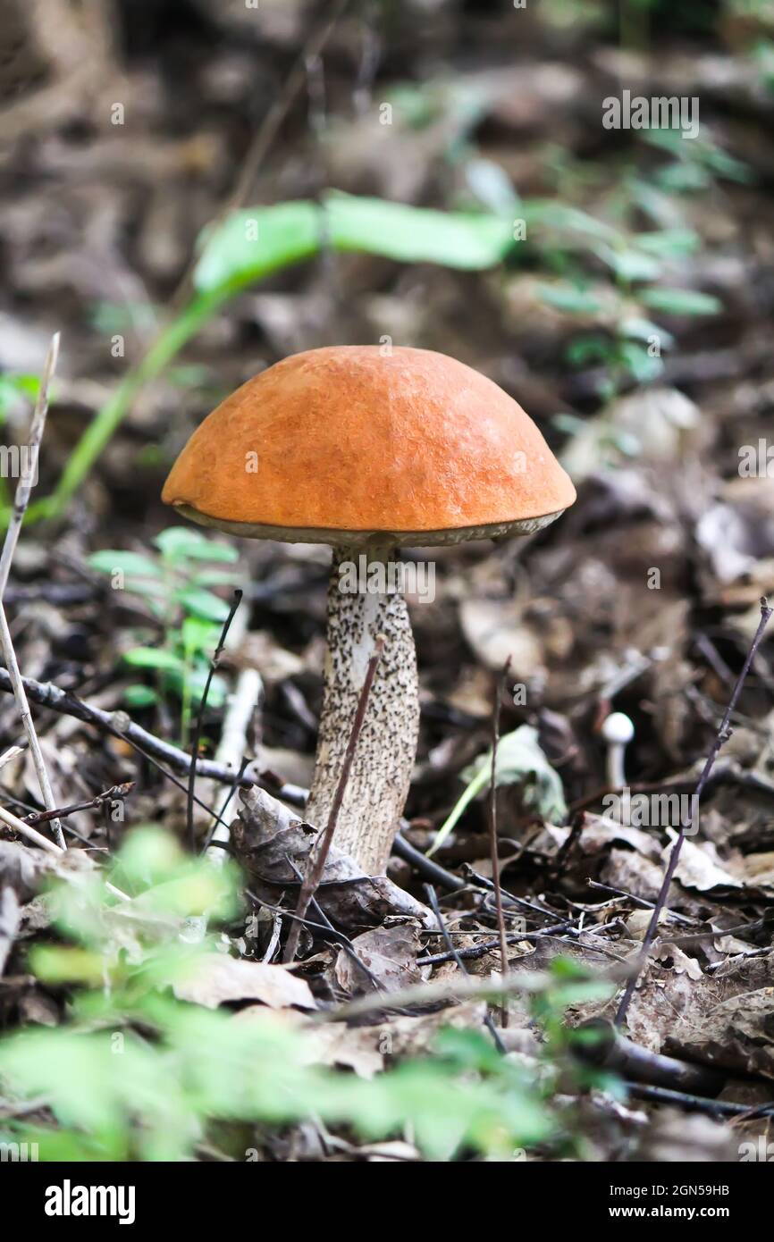 Le champignon de bouleau de la coupe orange pousse dans la forêt sauvage Banque D'Images