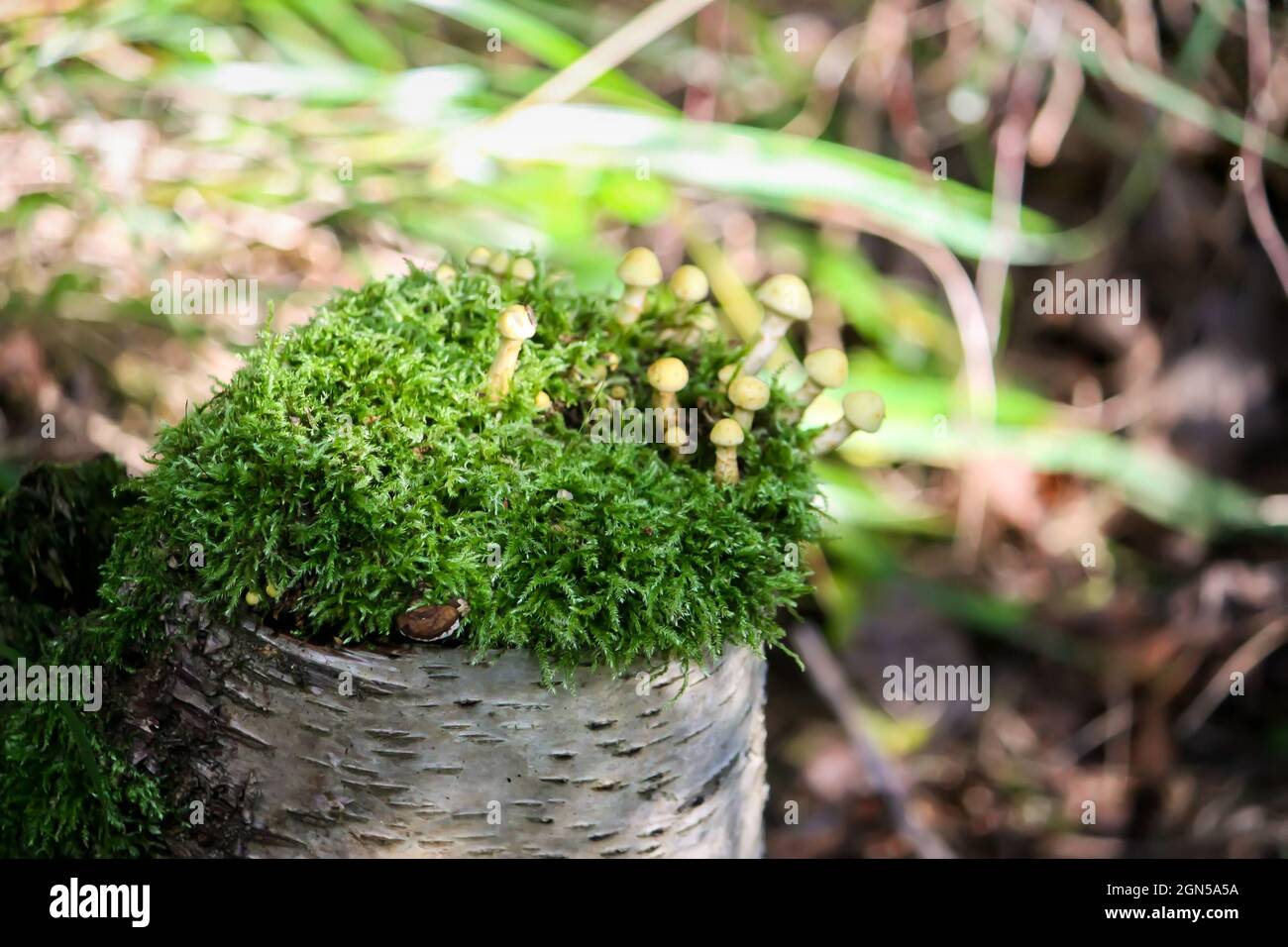 Hypholoma fasciculare des champignons non comestibles toxiques qui poussent sur une souche d'arbre en mousse Banque D'Images