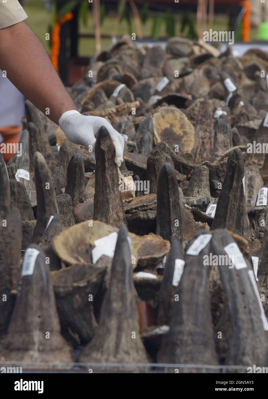 Guwahati, Guwahati, Inde. 22 septembre 2021. Des cornes de rhinocéros confisquées sont exposées par des employés de la forêt d'Assam avant des brûler alors que le monde célèbre aujourd'hui la Journée mondiale des rhinocéros au terrain de parade de Bokaghat dans le district de Golaghhat d'Assam Inde le mercredi 22 septembre 2021. Au total, 2479 cornes de rhinocéros confisquées brûlent aujourd'hui publiquement. Pour la première fois en Inde, les cornes de rhinocéros confisquées sont brûlées publiquement. (Image de crédit : © Dasarath Deka/ZUMA Press Wire) Banque D'Images