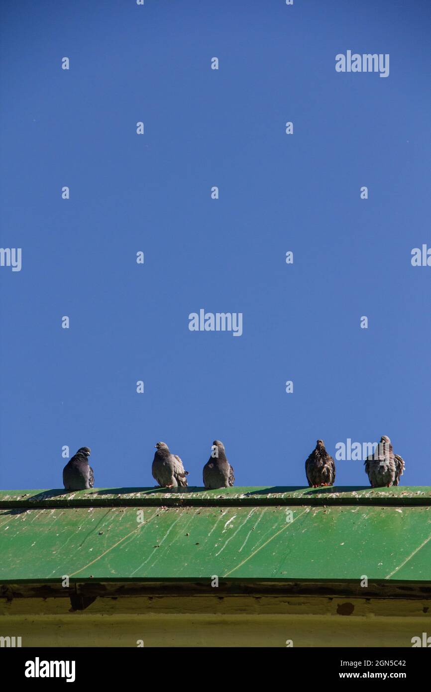 Pigeons assis sur le toit contre un ciel dégagé. Banque D'Images Pigeons assis sur le toit contre un ciel dégagé. Banque D'Images