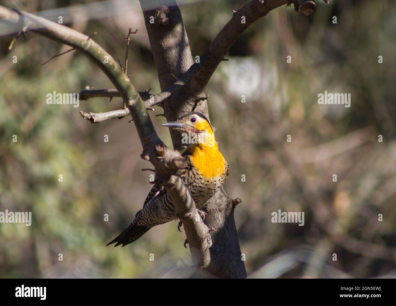 portrait d'un pic dans son habitat naturel Banque D'Images