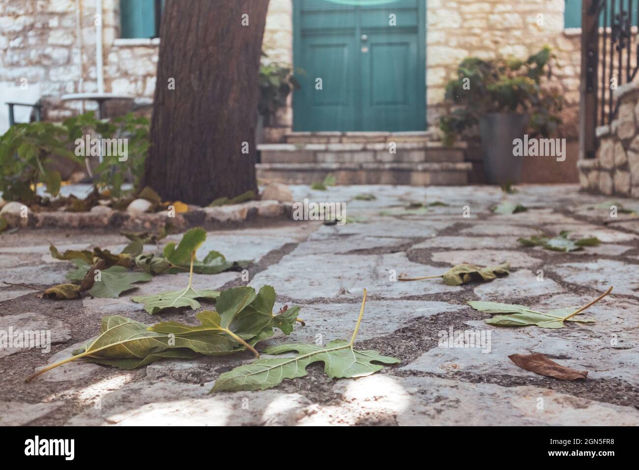 Les feuilles vertes se rapprochent du sol en pierre dans une cour grecque traditionnelle avec des murs en pierre et des volets bleus. Voyages d'été architecture d Banque D'Images