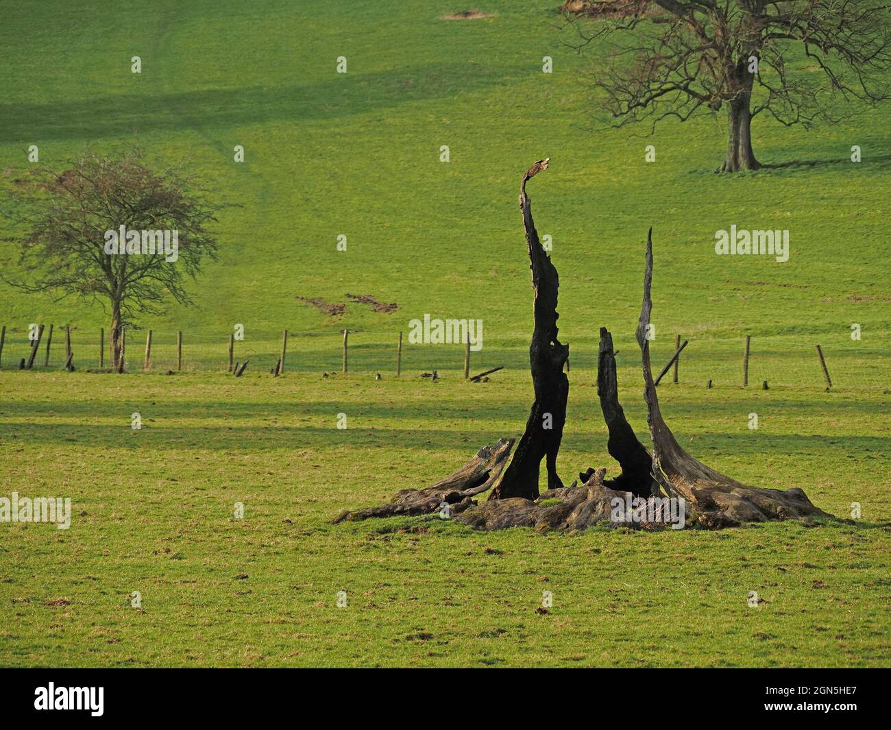 Vestiges sculpturaux de la souche d'arbre squelettique avec des glisseurs de bois mort qui s'élève comme phoenix sur un champ vert herbacé plat ensoleillé dans le North Yorkshire, Angleterre, Royaume-Uni Banque D'Images
