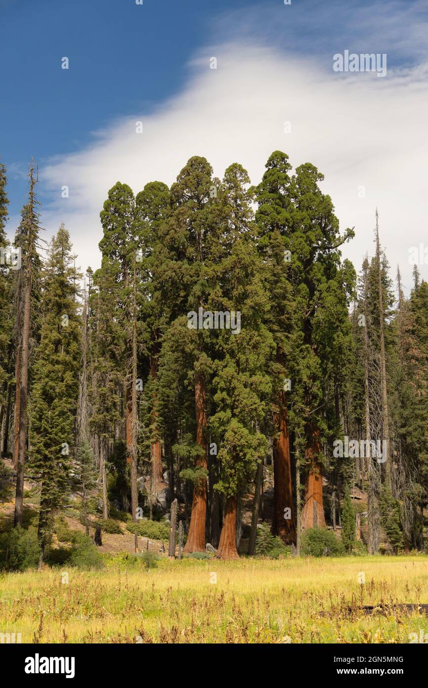 Groupe de séquoias géants au parc national de Sequoia, Californie, États-Unis Banque D'Images