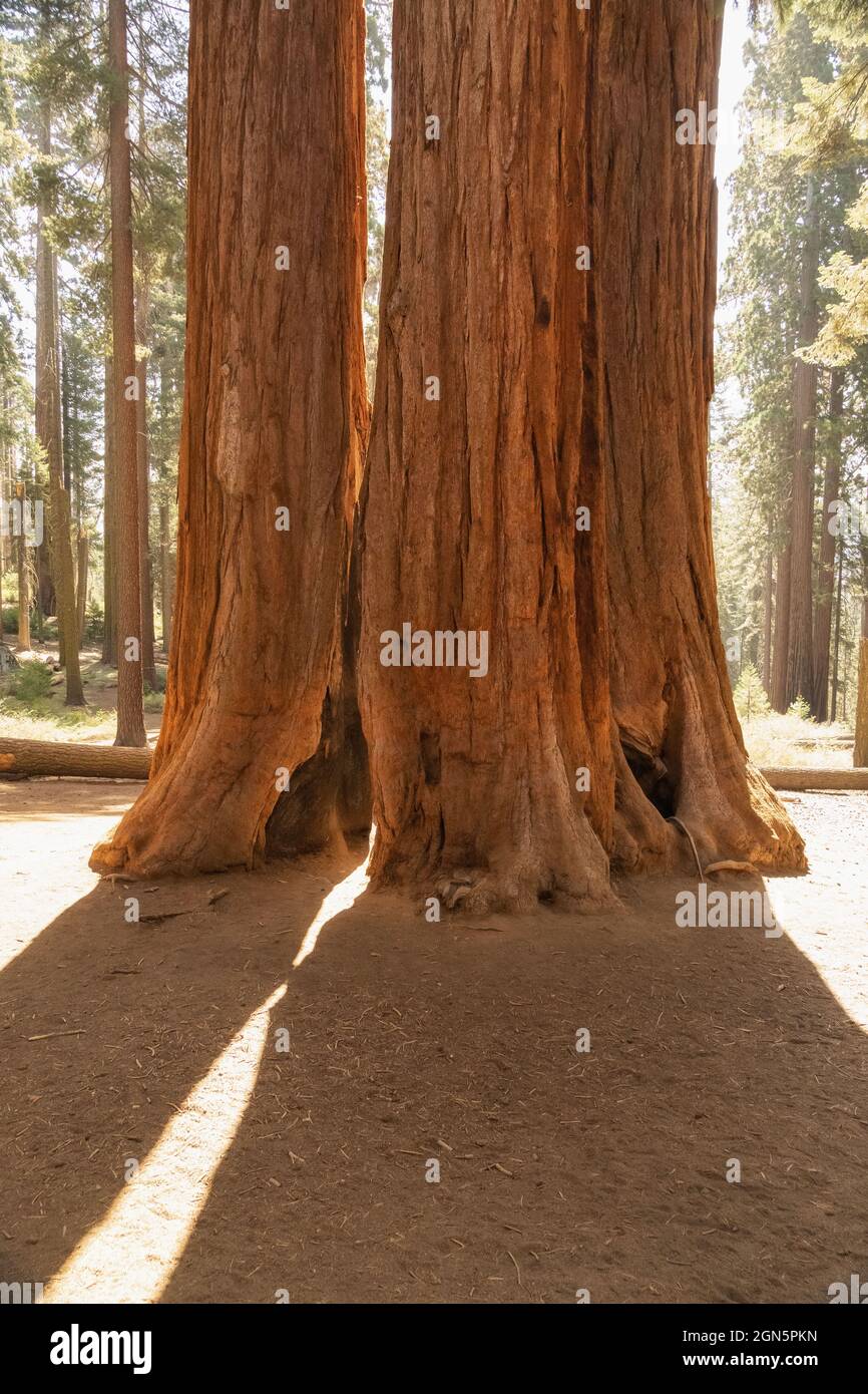 Paire d'arbres Sequoia rétroéclairés au parc national Sequoia, Californie, États-Unis Banque D'Images