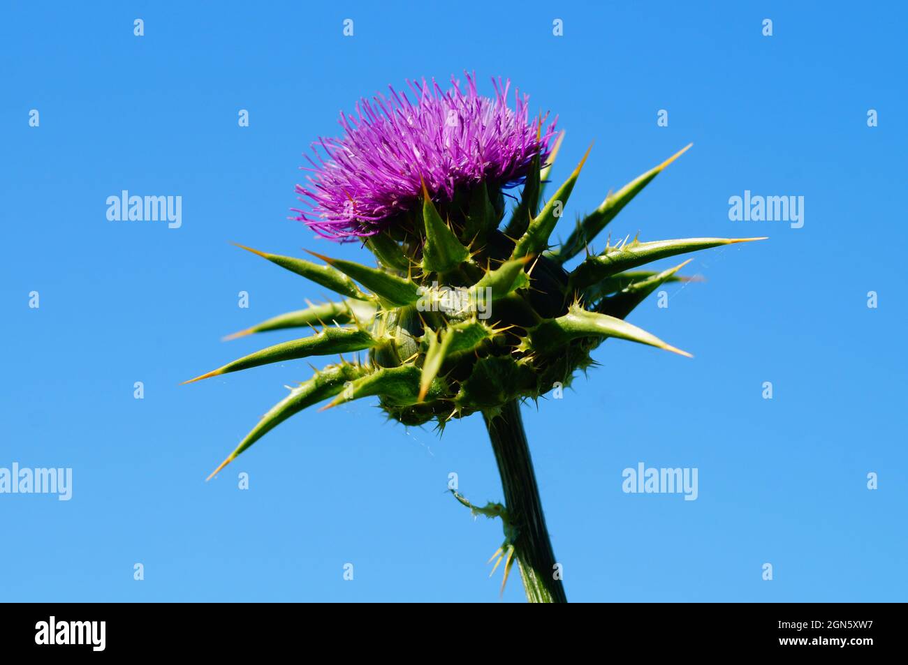 Floraison d'un chardon à lait contre un ciel bleu. Banque D'Images