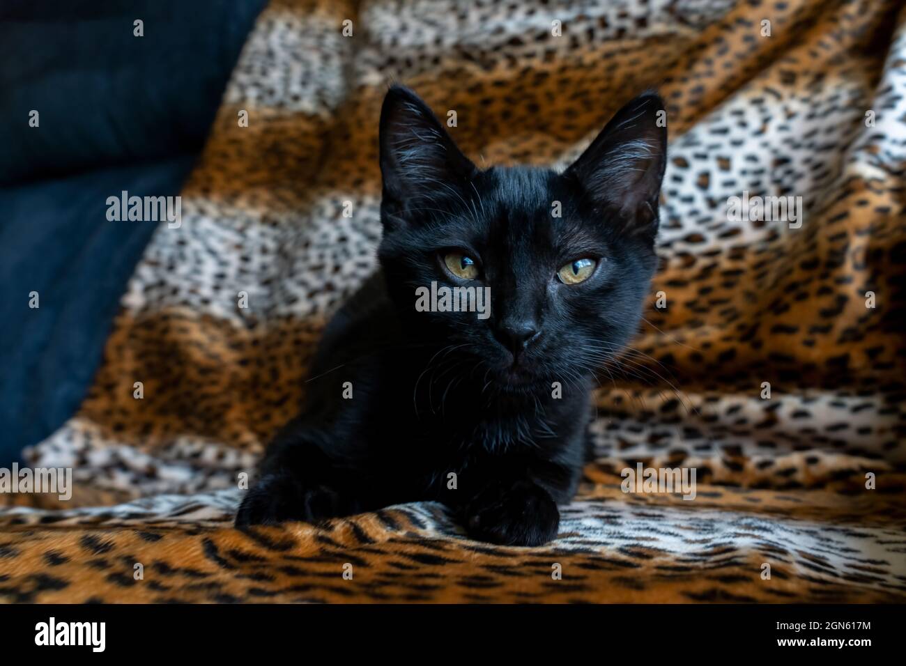 Chaton noir de deux mois, M. Pickles (PR) Banque D'Images