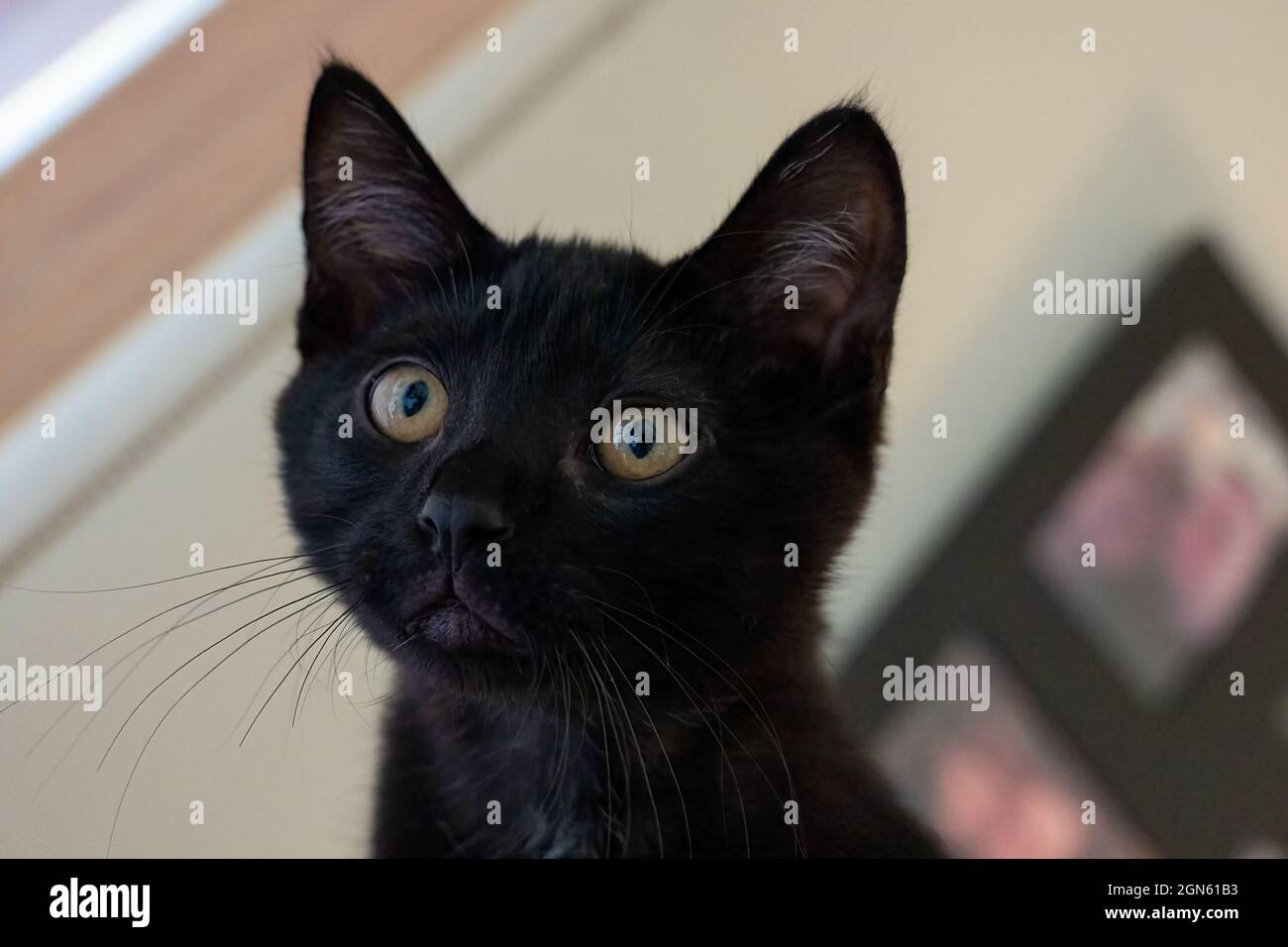 Gros plan d'un chaton noir de deux mois, M. Pickles (PR) Banque D'Images