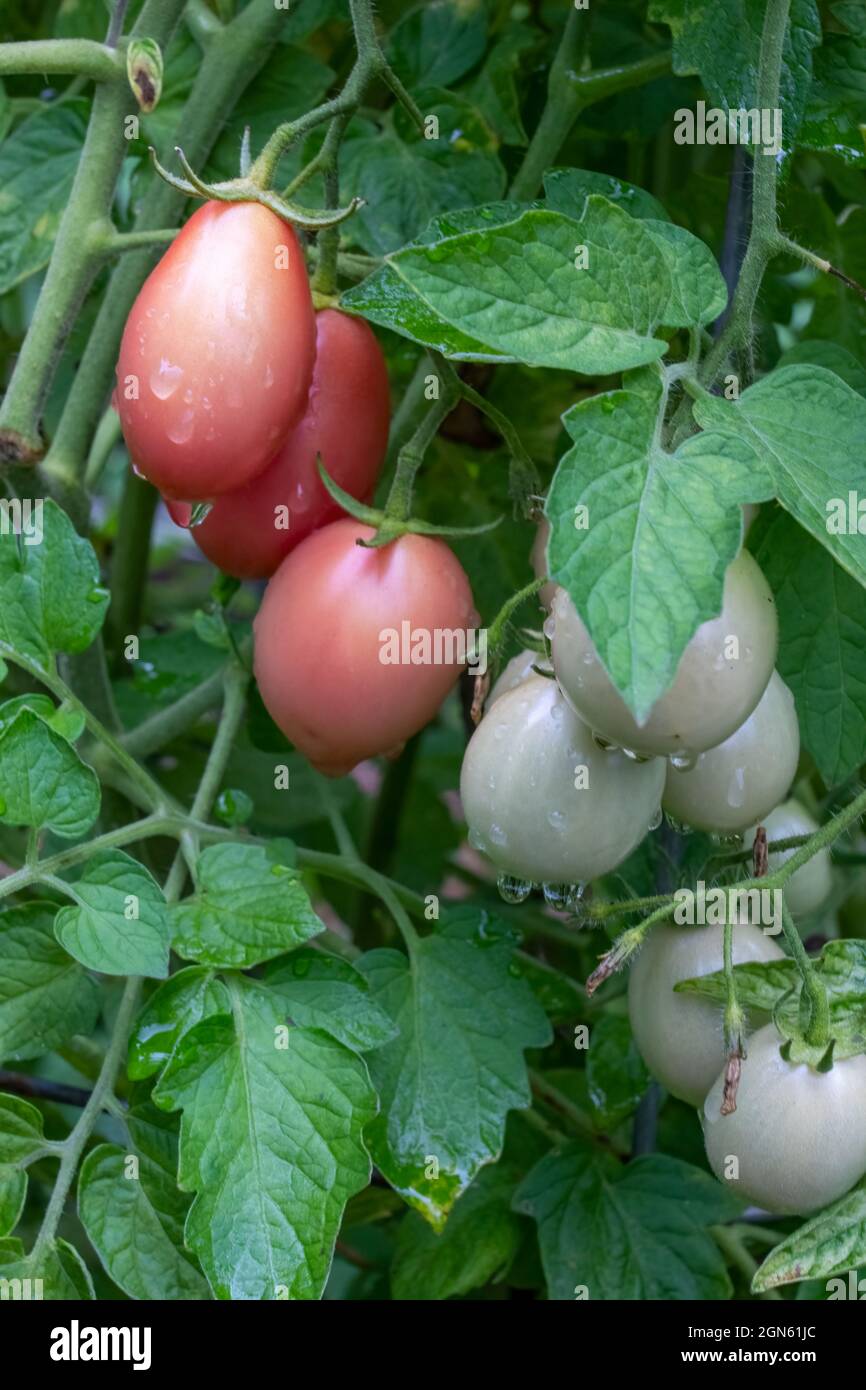 Issaquah, Washington, États-Unis. Plante de tomate rose thaï Banque D'Images