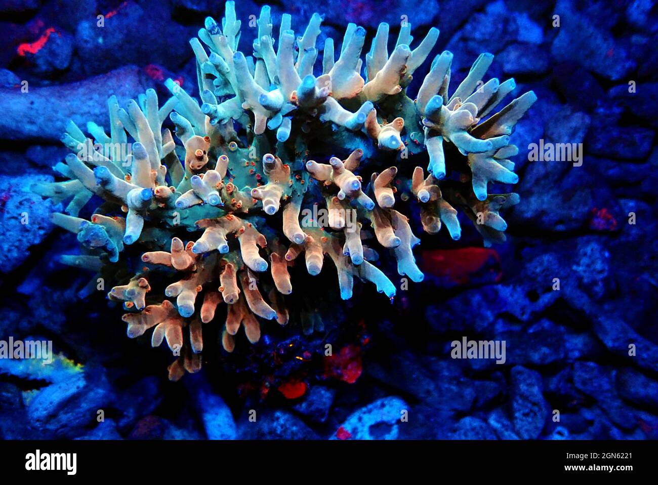 Acropora echinata est une espèce de coraux piroporidae à ponte courte Banque D'Images