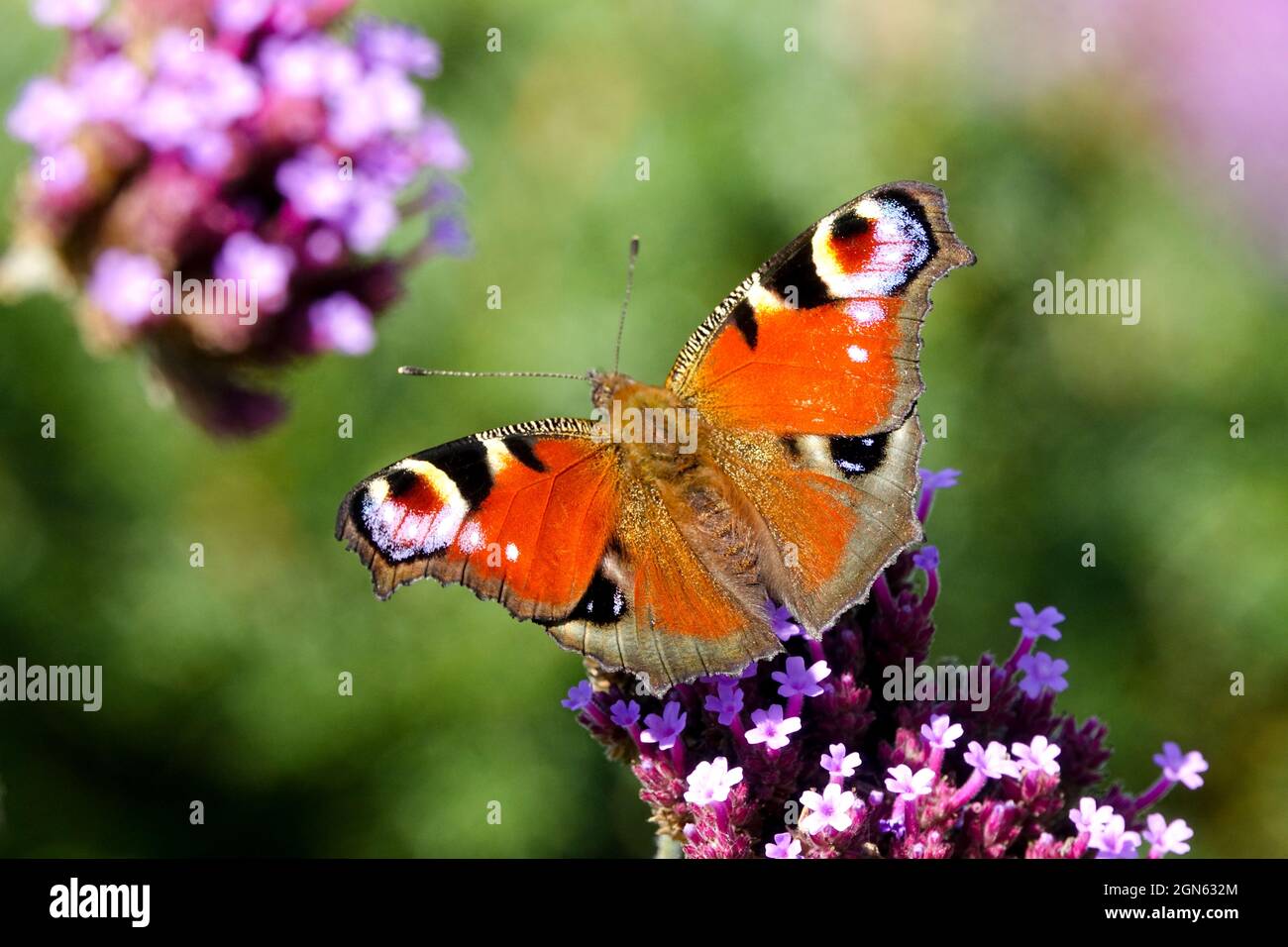 Papillon européen de paon sur la fleur de Verbena Aglais io Inachis io Banque D'Images
