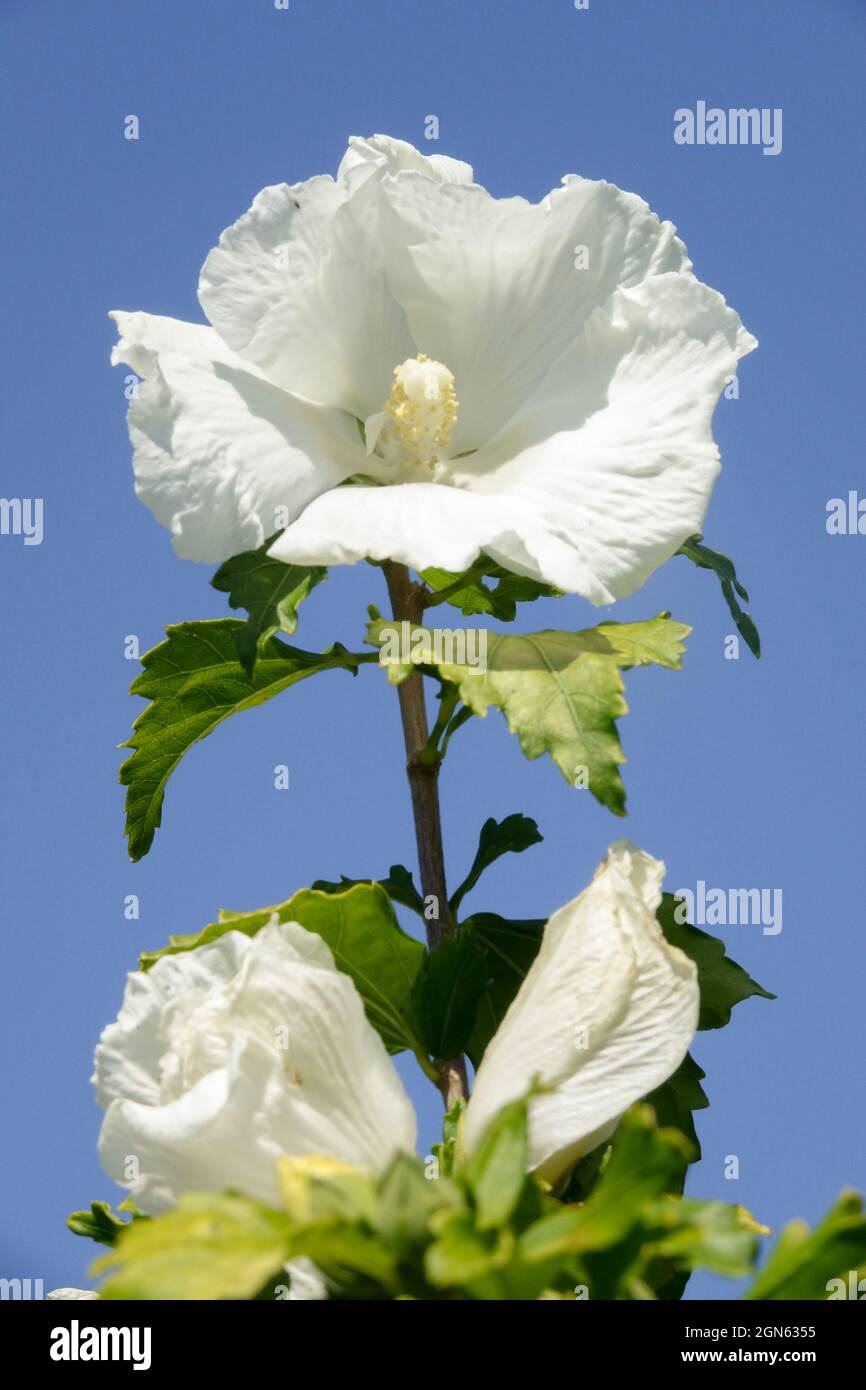 Blanc Hibiscus 'diana' Rose de Sharon Banque D'Images