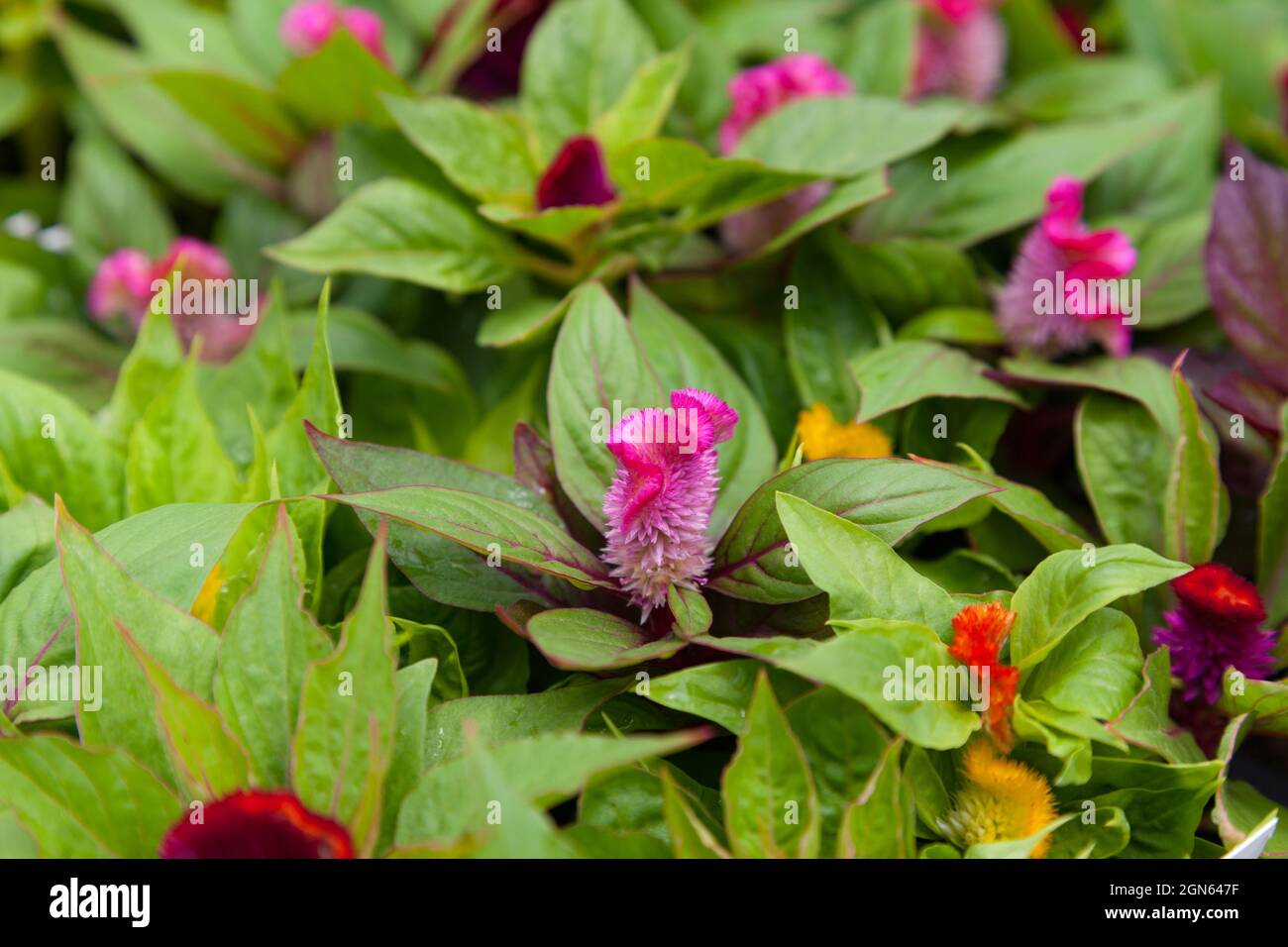 Le petit celosia argentea cristata fleurit en serre Banque D'Images