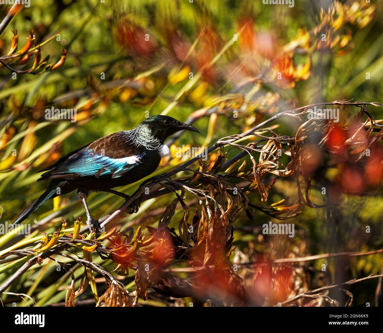 TUI, oiseau de passereau endémique de Nouvelle-Zélande, sur une plante de lin, profil Banque D'Images