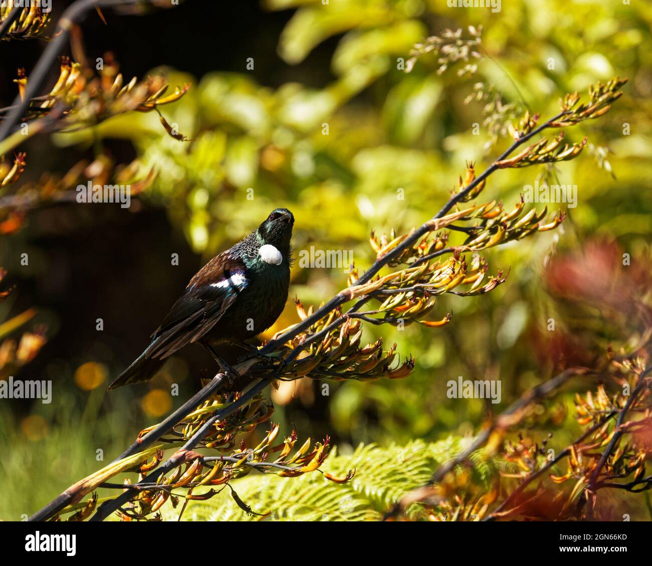 TUI, oiseau de passereau endémique de Nouvelle-Zélande, sur une plante de lin regardant vers la caméra Banque D'Images