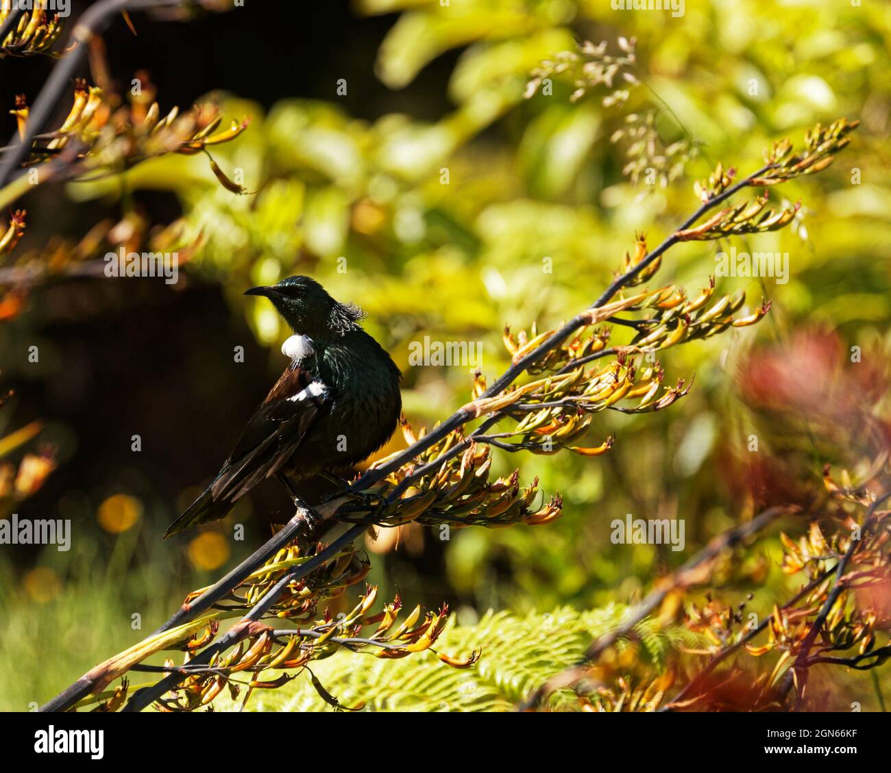 TUI, oiseau de passereau endémique de Nouvelle-Zélande, sur une plante de lin Banque D'Images