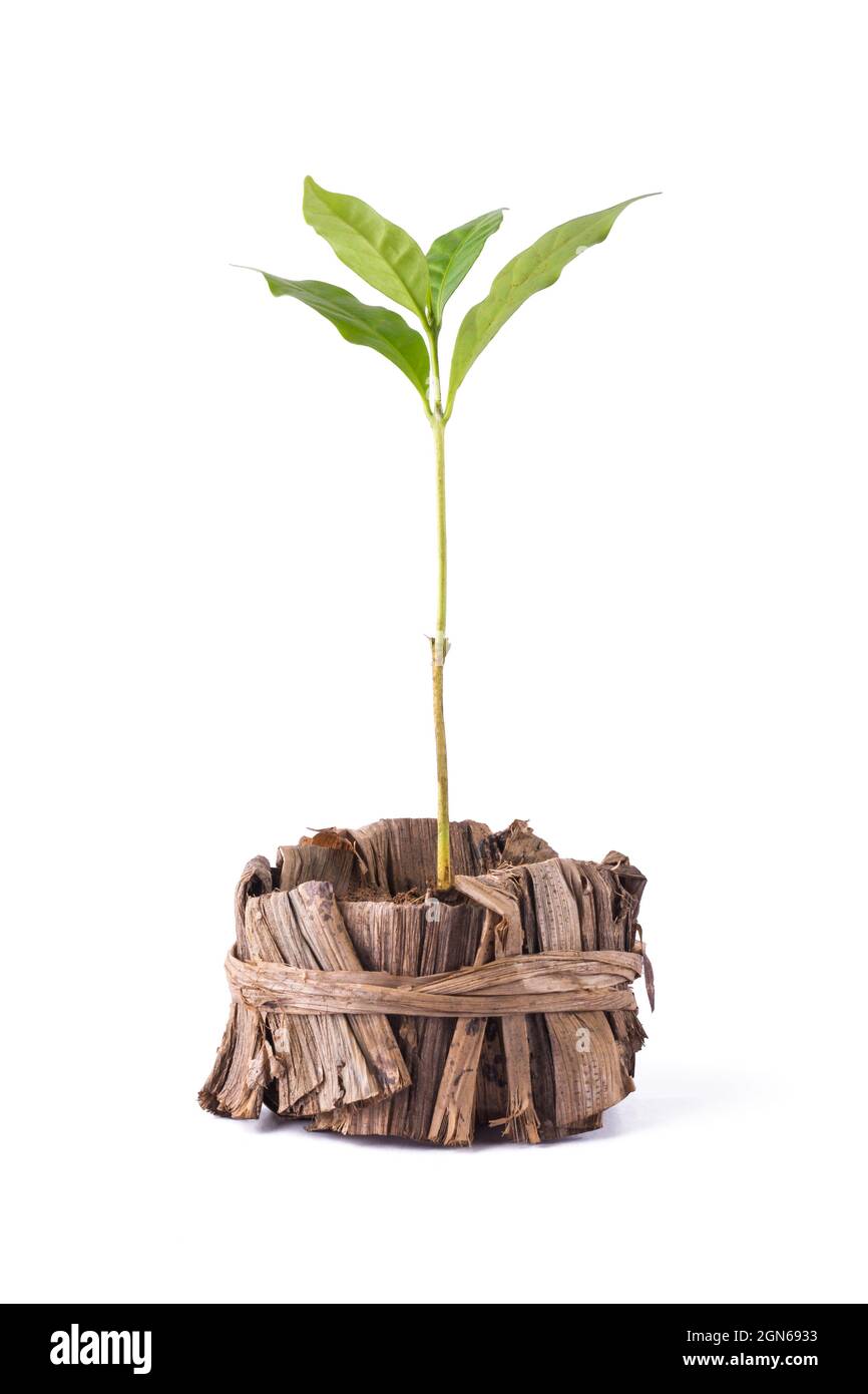 jeune plante verte, plantée dans un récipient naturel ou une casserole, faite de feuille de banane séchée isolée sur fond blanc, concept respectueux de l'environnement Banque D'Images