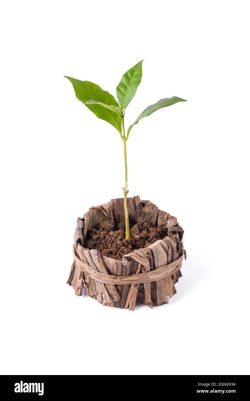 jeune plante verte, plantée dans un récipient naturel ou une casserole, faite de feuille de banane séchée isolée sur fond blanc, concept respectueux de l'environnement Banque D'Images