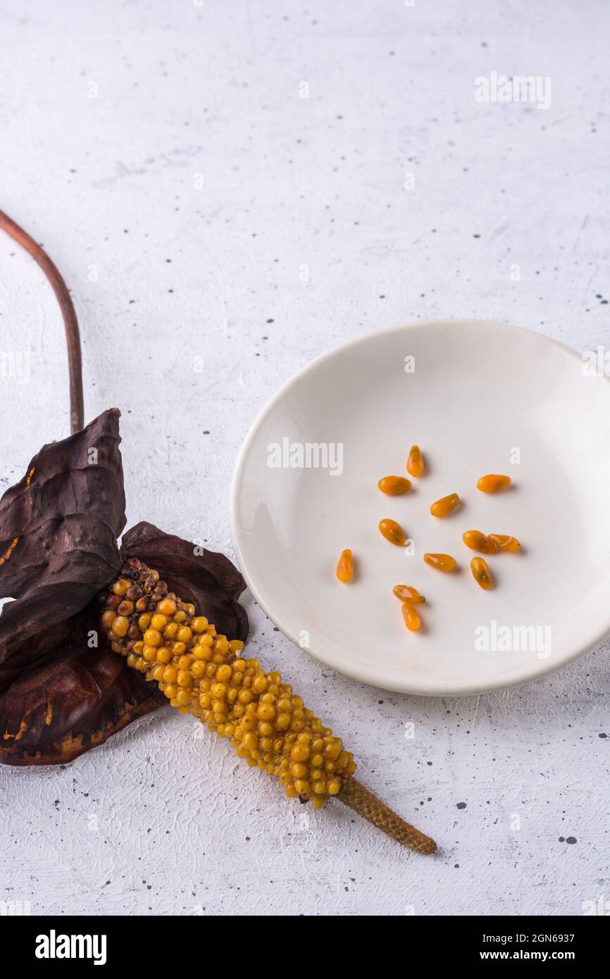 la collecte de graines d'une tête de fleur séchée, les graines sauvées qui avaient été retirées d'une fleur d'anthurium séchée placée sur une petite assiette ou un plateau Banque D'Images