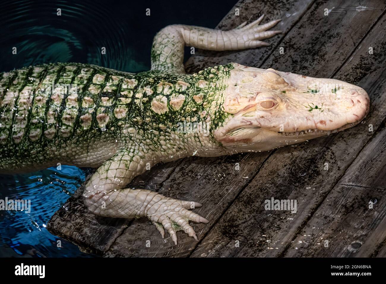 Albino Alligator américain dans l'exposition Gator Crossing dans la section River Scout de l'aquarium de Géorgie dans le centre-ville d'Atlanta, Géorgie. (ÉTATS-UNIS) Banque D'Images