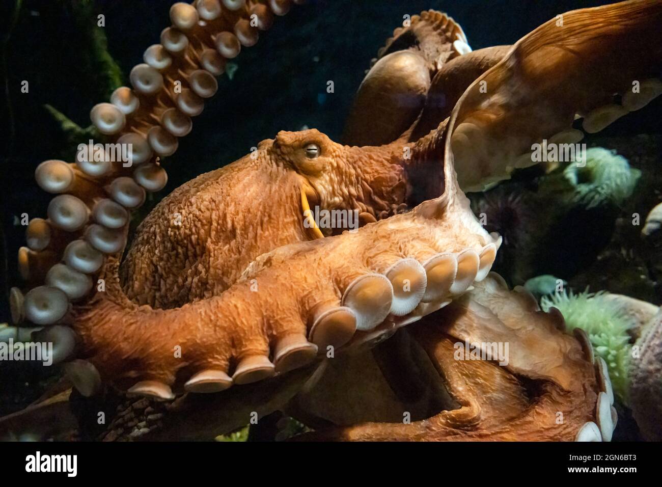 Pieuvre géante du Pacifique (Enteroctopus dofleini) à l'aquarium de Géorgie dans le centre-ville d'Atlanta, en Géorgie. (ÉTATS-UNIS) Banque D'Images