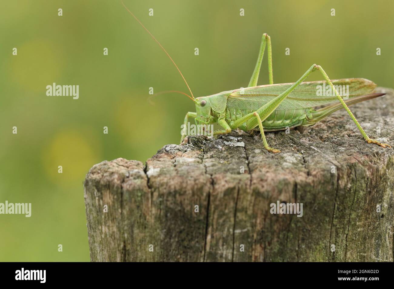 Un rare Grand cricket vert de Bush, Tetigonia viridissima, reposant sur une souche d'arbre dans un pré. Banque D'Images
