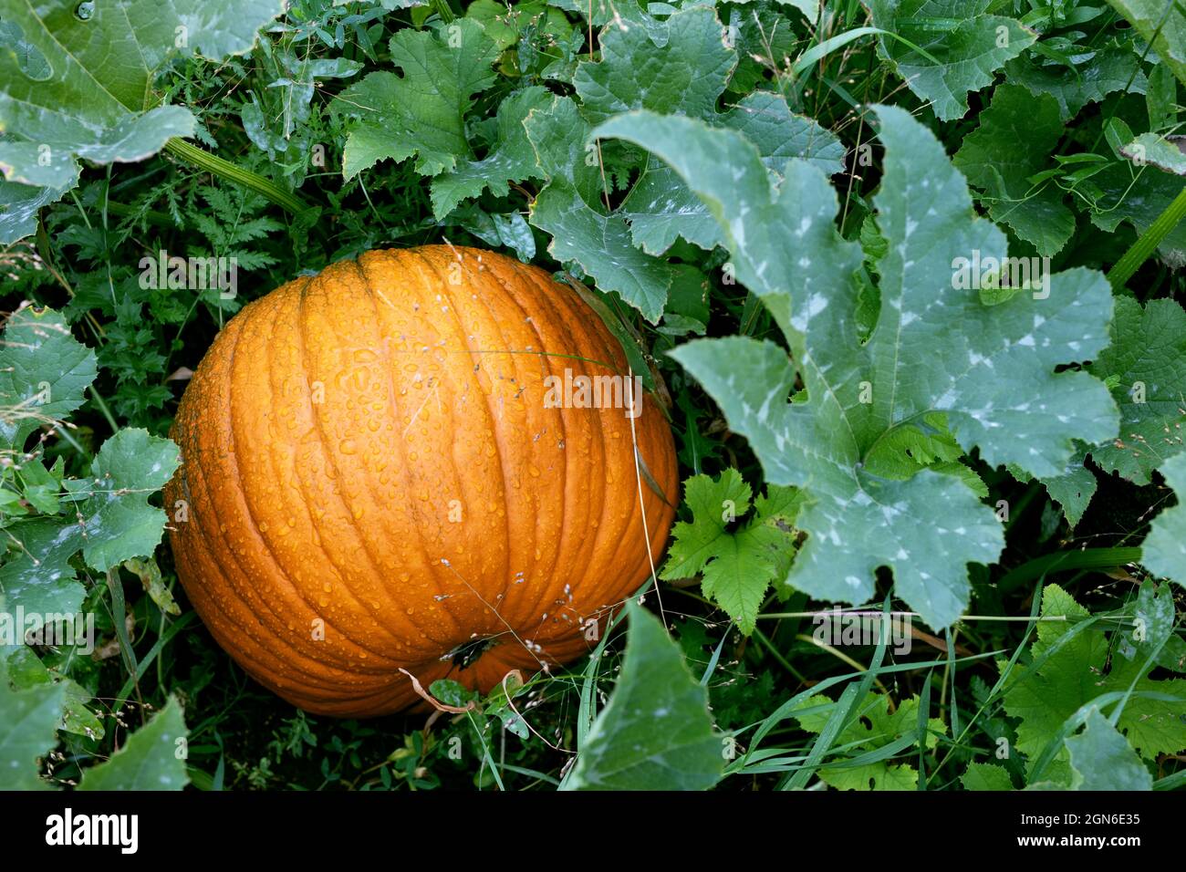 grand potiron orange avec feuilles vertes sur le lit de jardin sur le bush dans le jardin. légumes frais de ferme, récolte dans la ferme biologique Banque D'Images