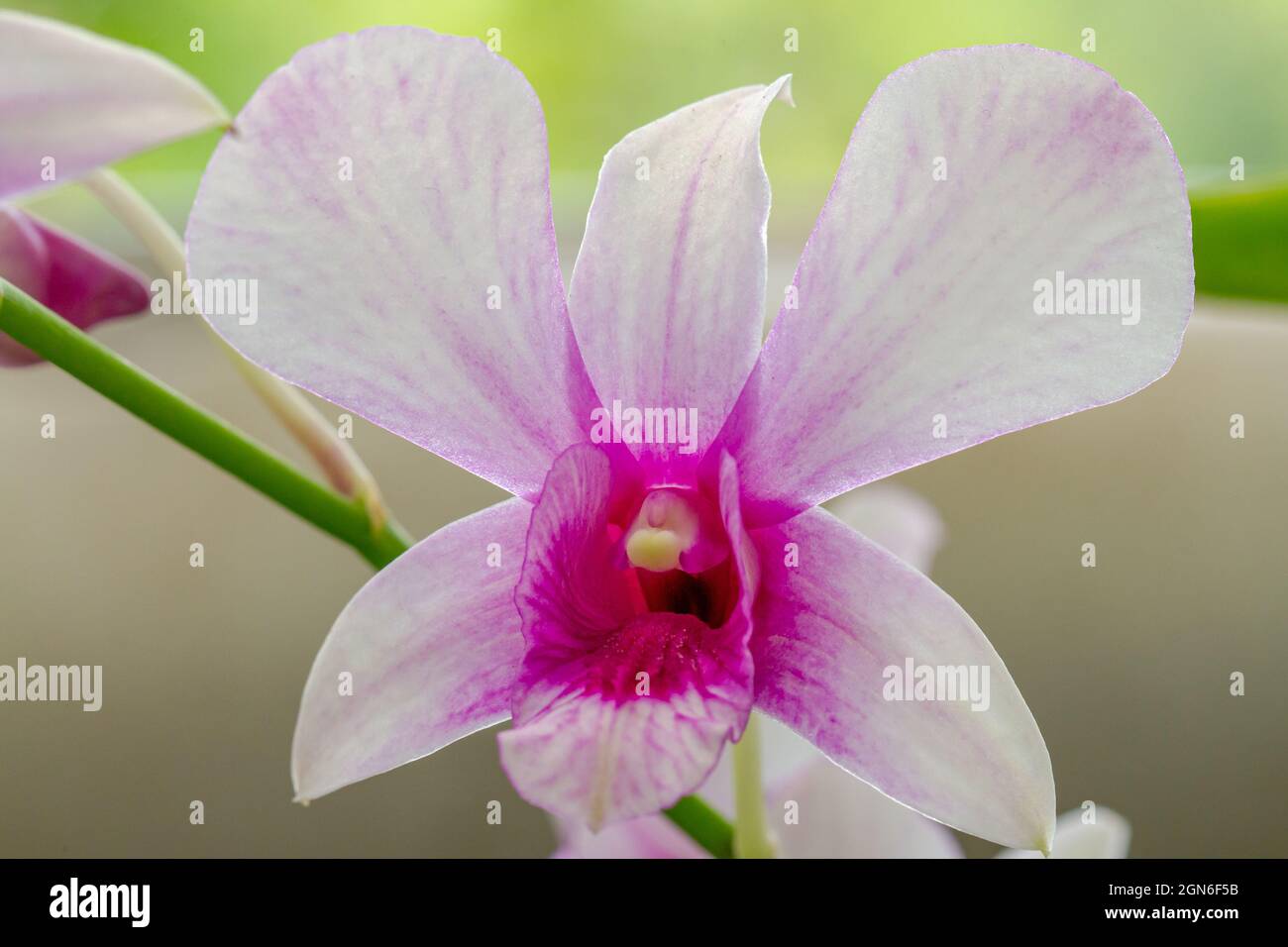Une branche d'orchidée Dendrobium nobile, entièrement visible Banque D'Images