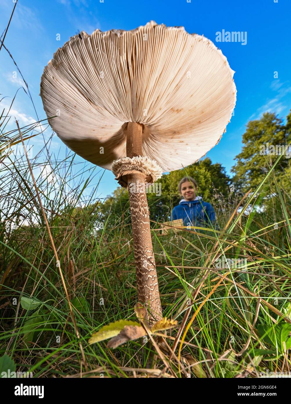 Champignon ombrelle géant ou champignon parasol (Macrolepiota procera),  jeune champignon avec capuchon encore à moitié ouvert, champignon  comestible, Wilden, Nord Photo Stock - Alamy