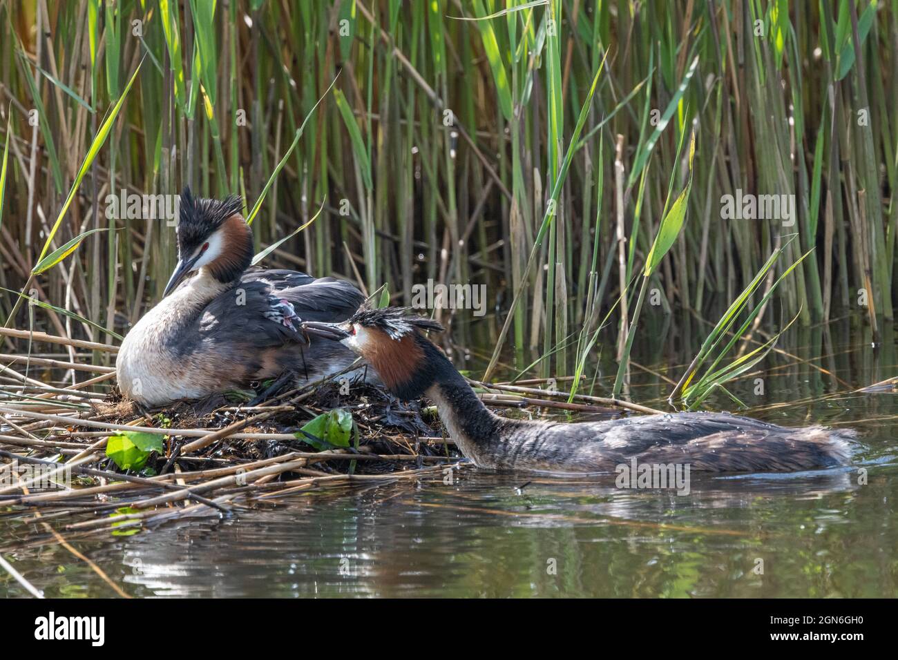 Grebe avec garçon à Arkemheem Holland Banque D'Images