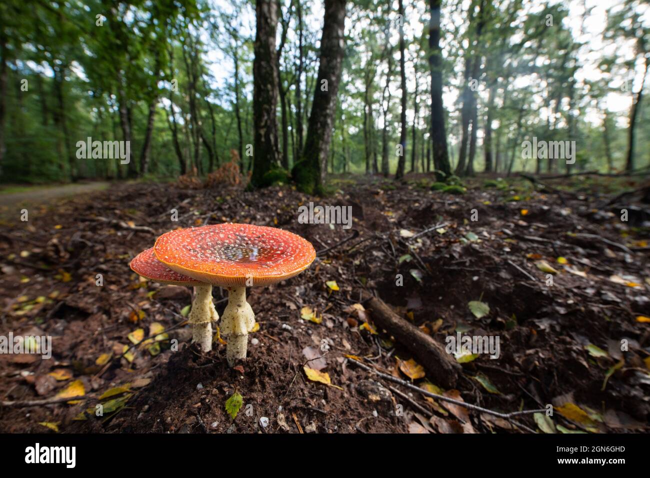 La belle Fly agaric dans la forêt nationale hollandaise de Veluwe en un jour d'automne Banque D'Images