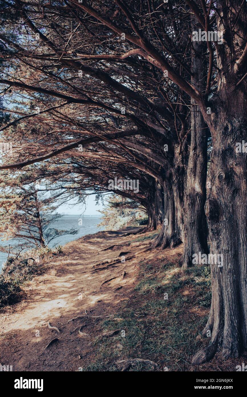 Allée bordée d'arbres Banque D'Images