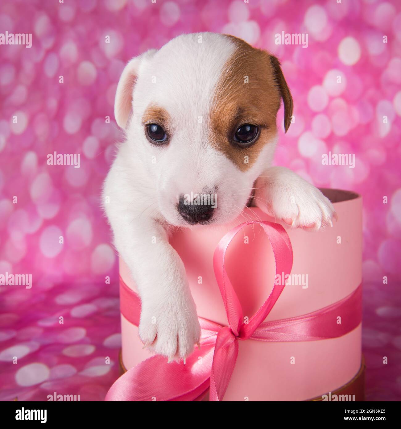 Présenter une boîte avec un mignon Jack russel terrier chiot sur un rose  Photo Stock - Alamy