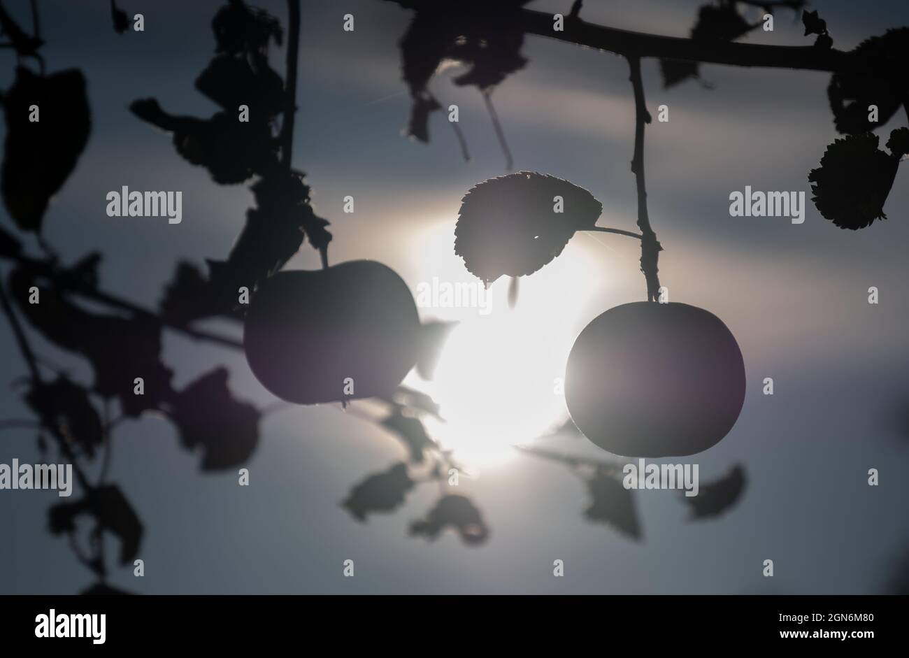 Stuttgart, Allemagne. 23 septembre 2021. Les pommes accrochées à un arbre sont illuminées par le soleil du matin. (À dpa 'le vol de fruits touche principalement les agriculteurs dans les régions touristiques') Credit: Bernd Weißbrod/dpa/Alamy Live News Banque D'Images