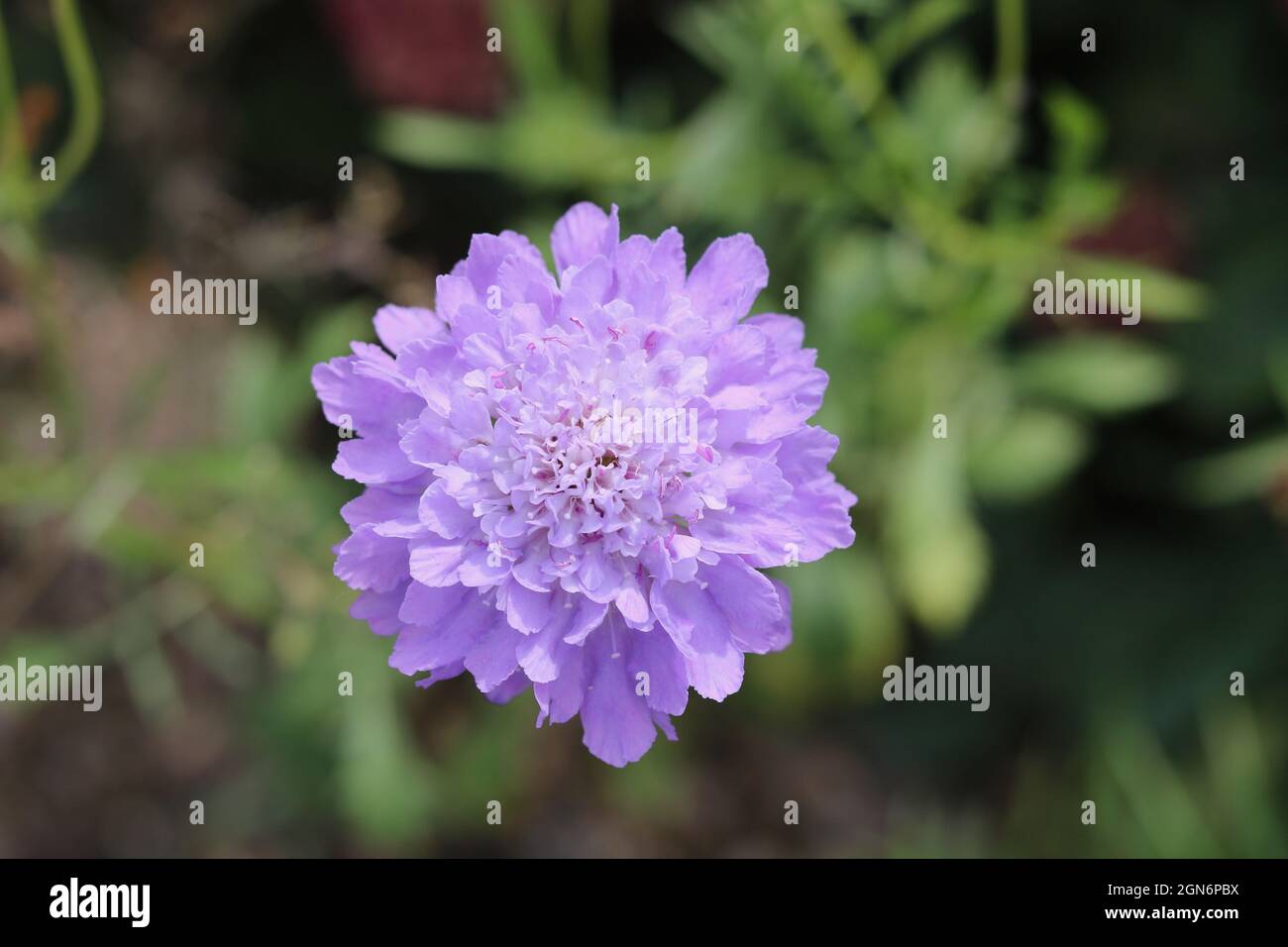 Belle fleur de champ mauve pâle avec feuillage en arrière-plan. Photo de haute qualité Banque D'Images