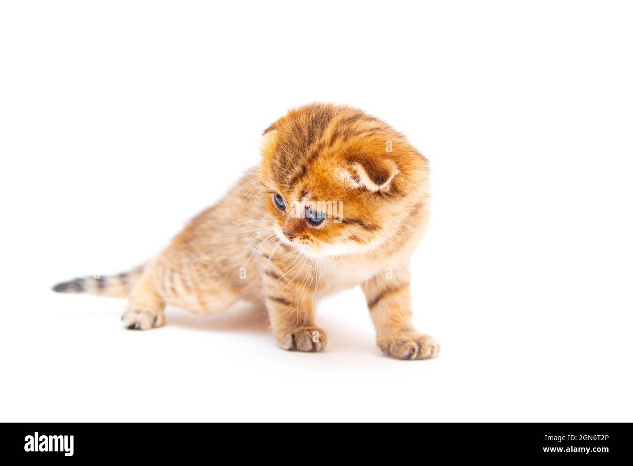 Drôle de gingembre britannique shorthair chaton. Isolé sur blanc. Banque D'Images