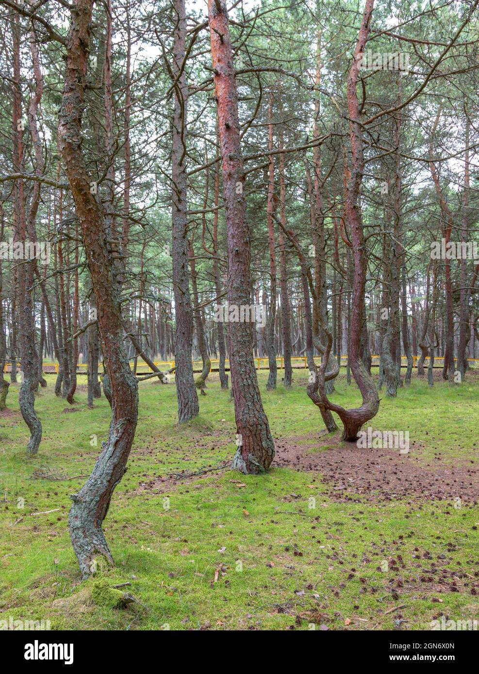 Danse d'arbres dans le parc national de Curonian Spit. Kaliningrad, Russie. Banque D'Images