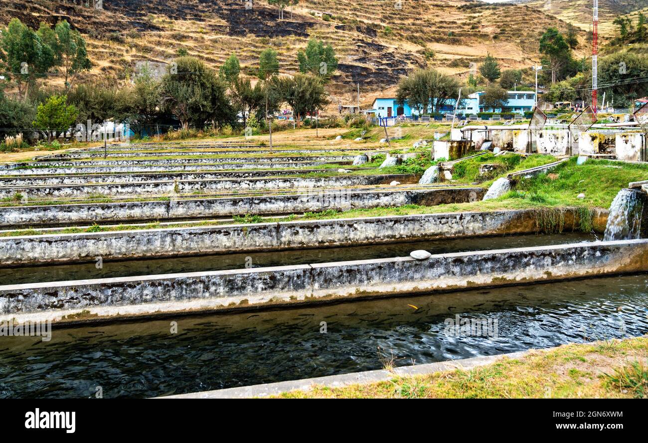 Ferme de poissons de truite à Ingenio à Junin, Pérou Banque D'Images