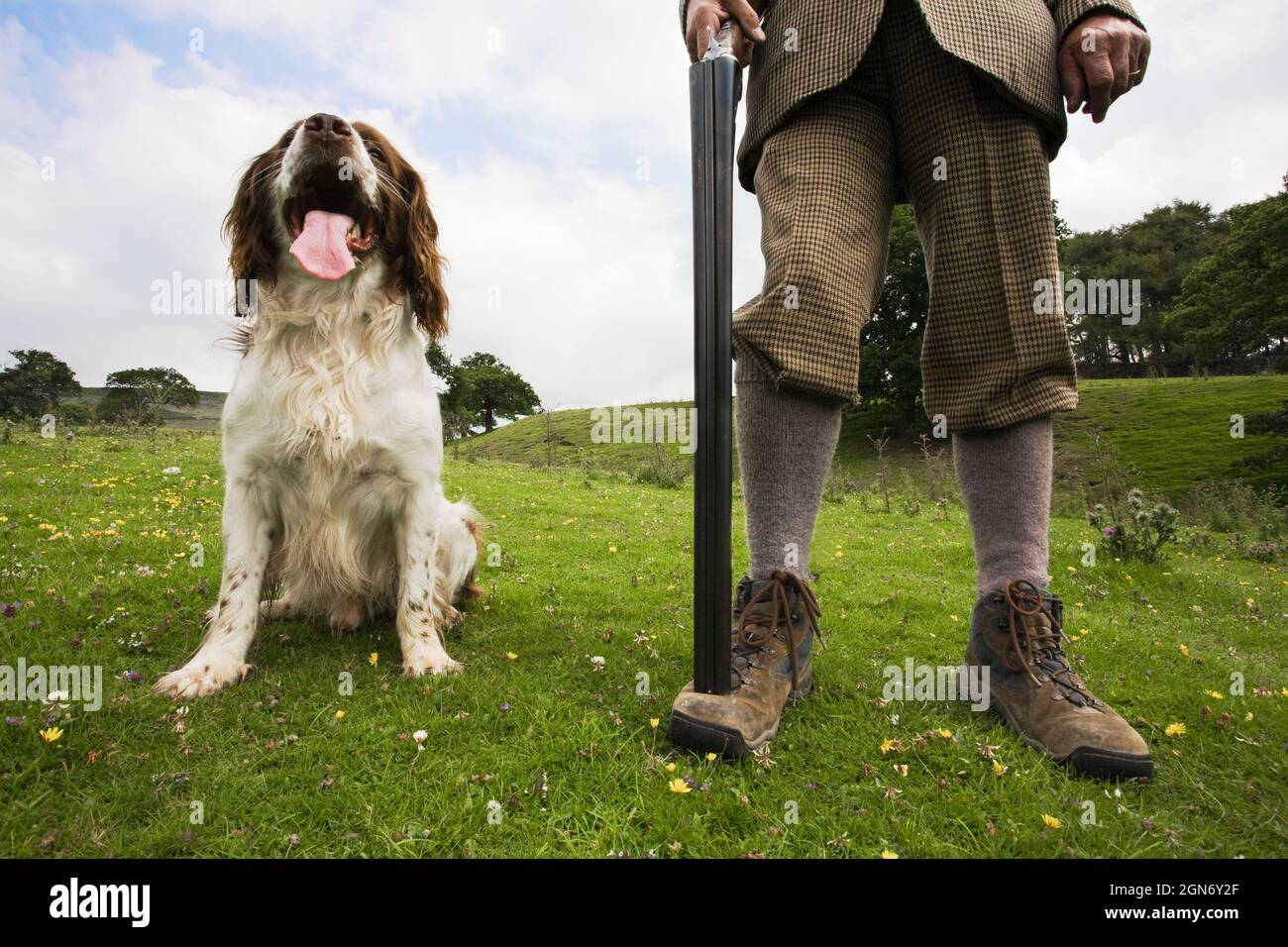 Prise de vue difficile avec le spaniel springer, dans le North Yorkshire Banque D'Images