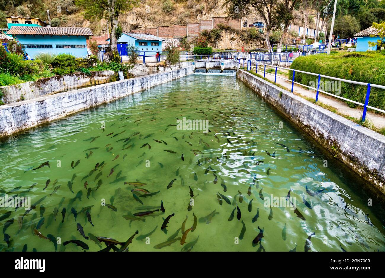 Ferme de poissons de truite à Ingenio à Junin, dans les Andes péruviennes Banque D'Images