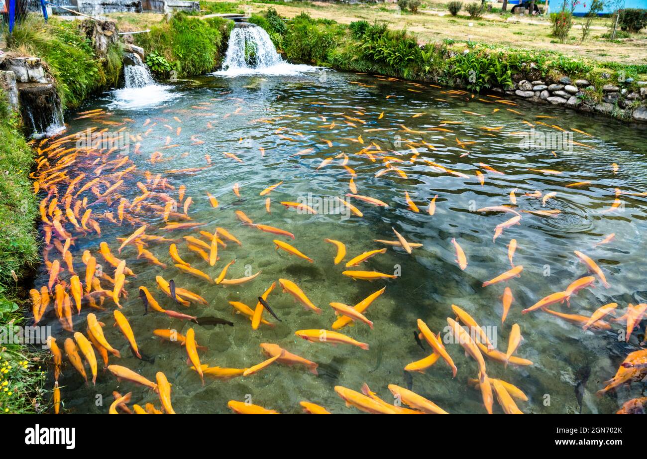 Ferme de poissons de truite à Ingenio à Junin, dans les Andes péruviennes Banque D'Images