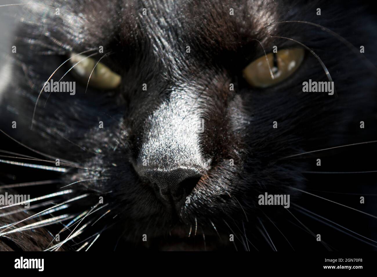 Jolie face noire de chat regardant directement dans l'appareil photo.Gros plan de la tête. Banque D'Images