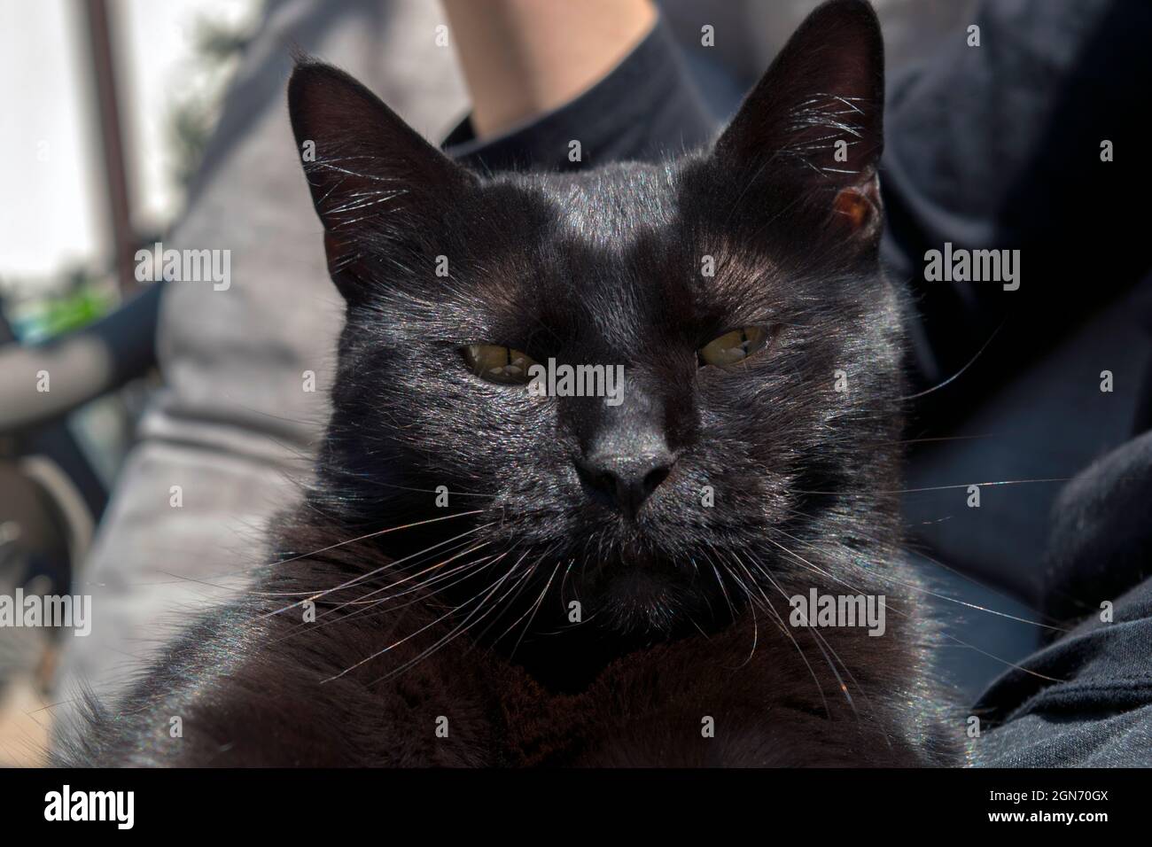 Magnifique portrait de chat noir, gros plan à la lumière naturelle. Elle est assise sur les genoux d'une personne, regardant directement la caméra sans aucun soin. Banque D'Images