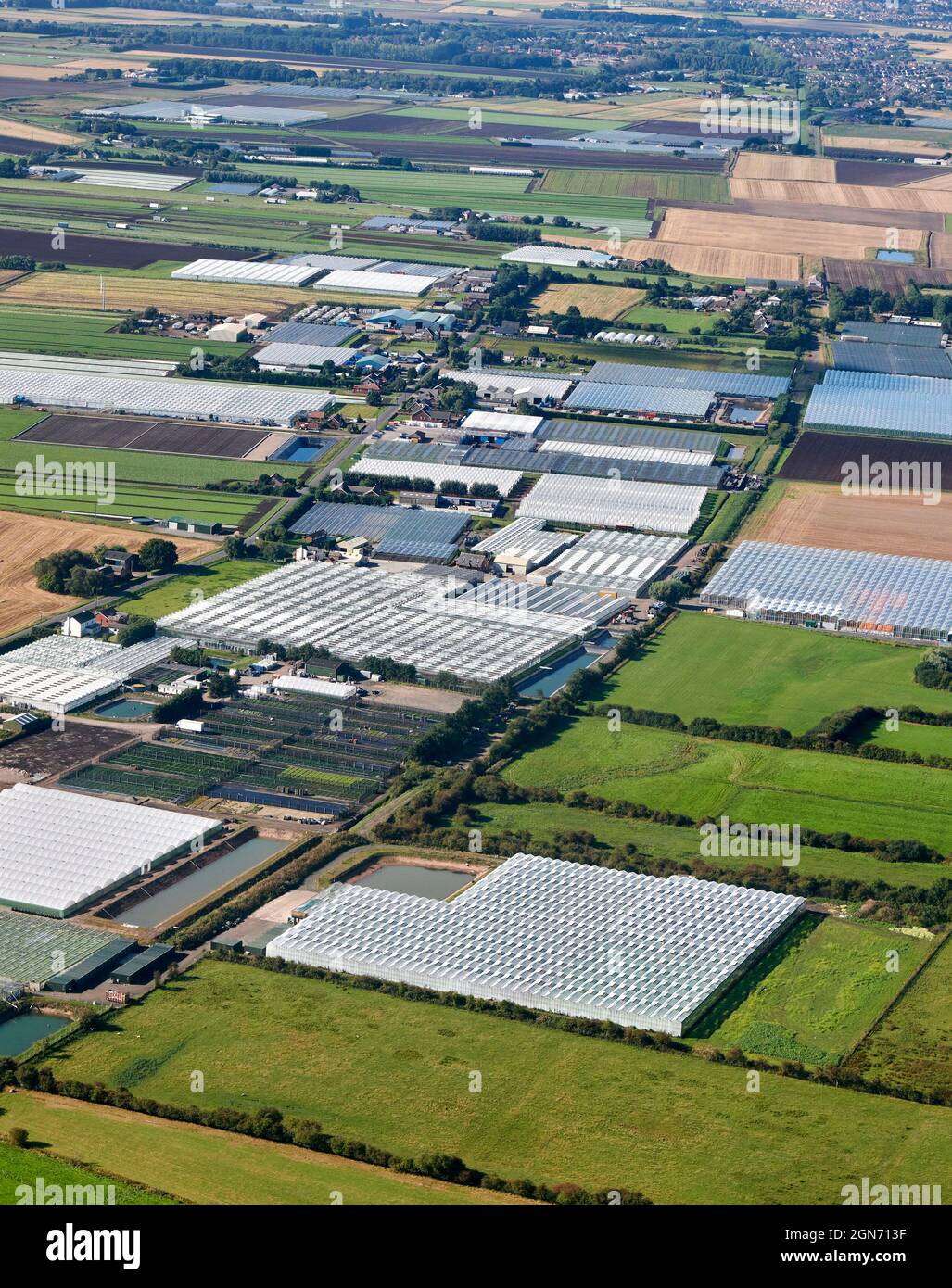 Patrons de champs sur le marché à haut rendement jardinage de terres agricoles près de Hesketh Bank, West Lancashire, North West England, Royaume-Uni Banque D'Images