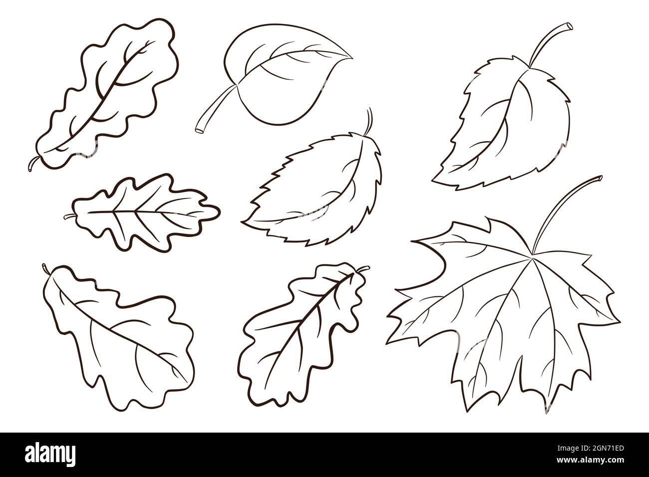 Collection feuilles d'automne. Ensemble d'illustrations de feuillage forestier. Chêne, érable et feuille de noisette. Éléments décoratifs d'automne pour la conception et la décoration d'imprimés, d'autocollants, d'invitations et de cartes de vœux. Vecteur Premium Illustration de Vecteur