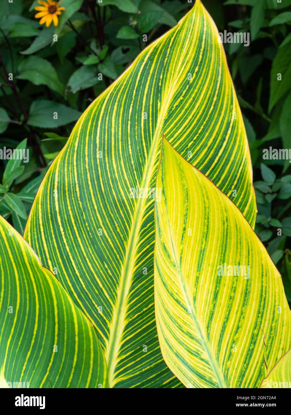 Grandes feuilles rayées jaunes de la plante vivace rhizomateuse demi-dure de la Canna 'Pretoria' Banque D'Images