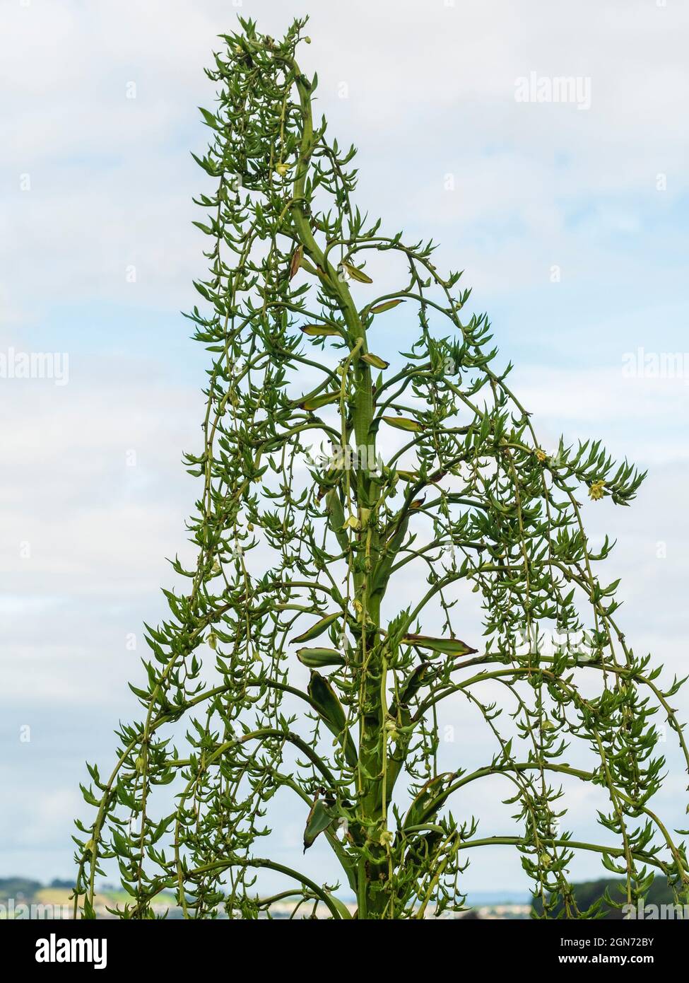Panicule de fleur géante de l'exotique Yucca relative Furcraea longaeva montrant des bulbilles en développement Banque D'Images