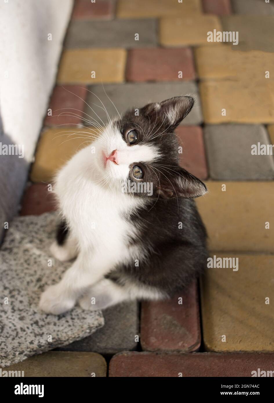 mignon brave curieux chaton noir et blanc est assis sur les dalles de pavage un jour ensoleillé, regarde vers le haut. Enfant félin, l'animal préféré prend le premier indépendant Banque D'Images