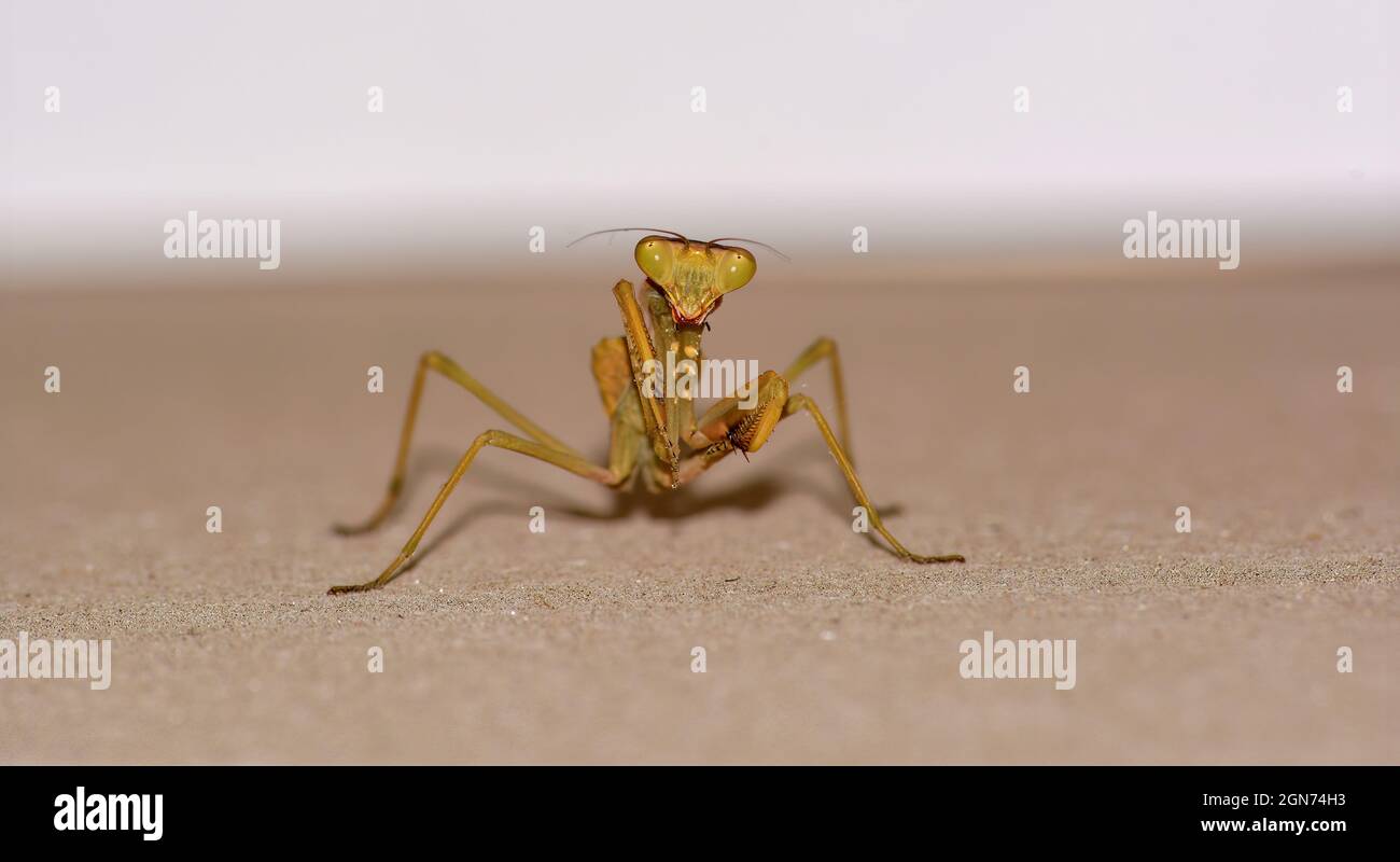 Mantis de prière dansante Banque D'Images